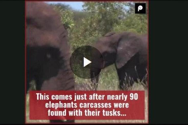 ___8830886___2018___9___9___11___2+Suspects+Apprehended+With+36kg+Elephant+Tusks+in+Makueni.+-+HIRES