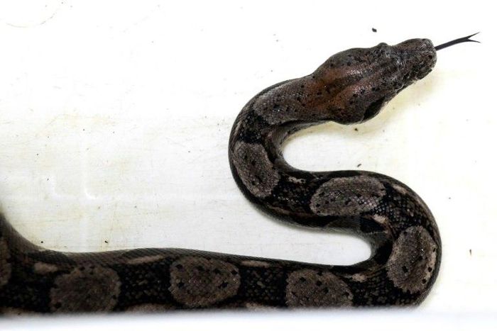 Local fire chief Time Card told the Chronicle Telegram firefighters used a pocket knife to cut the boa's head off, before disposing of its body in a garbage bin