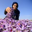 More than 150,000 seasonal workers earning about $1 an hour help harvest the spice, which has for centuries been used for cooking