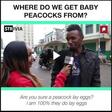 ___8551249___2018___6___28___7___Where+Do+We+Get+Baby+Peacocks+From_+scl