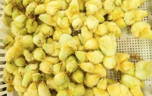 It Could Be the Age of the Chicken, Geologically
