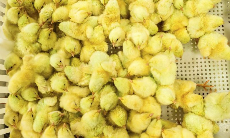 It Could Be the Age of the Chicken, Geologically