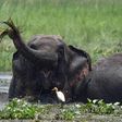 Elephants kill roughly 60 people every year in India's forested eastern state of Jharkhand