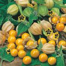 gooseberries(Mr Fothergills)