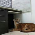 After being captured, the puma was delivered to a non-governmental organization specializing in wild animal rescues