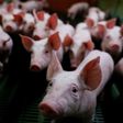 Out of the frying pan - piglets were rescued from a barn blaze, only to be served up as sausages for their firefighter saviours