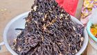 ___8873717___2018___9___19___10___Crispy-Tarantulas