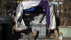 Got Mice? Time for a Working Cat