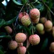 The deaths of 13 children who lived near lychee orchards has been linked to controversial insecticide endosulfan according to a new study
