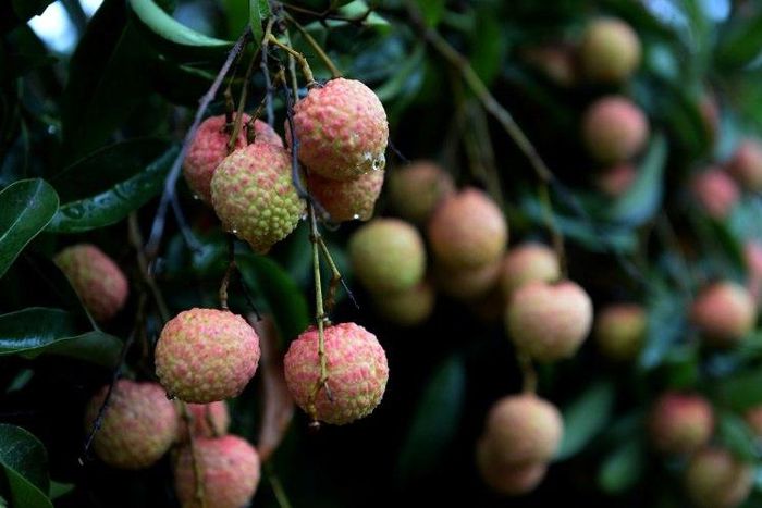 The deaths of 13 children who lived near lychee orchards has been linked to controversial insecticide endosulfan according to a new study