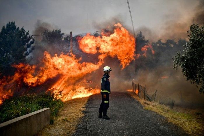 Portugal reported a sharp rise in the destruction wrought by forest fires so far this year compared with figures for the past decade