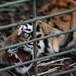 One of three Siberian tigers to be resettled in France growls in a cage at a centre of the Animals Lebanon NGO on June 10, 2017, before they are flown to their new sanctuary