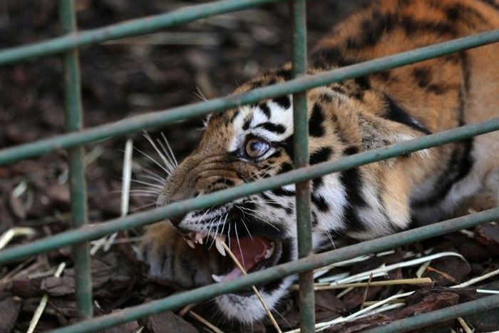 One of three Siberian tigers to be resettled in France growls in a cage at a centre of the Animals Lebanon NGO on June 10, 2017, before they are flown to their new sanctuary