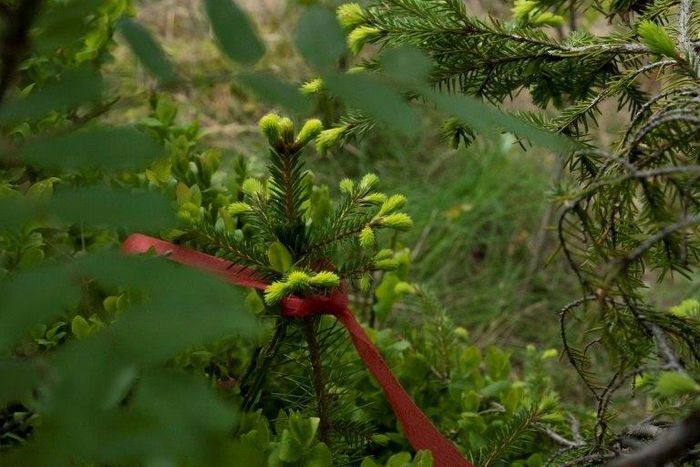 One thousand Norwegian spruces, decorated with a red ribbon and planted in an Oslo forest clearing, will provide the paper -- in 2114 -- for the "Future Library"
