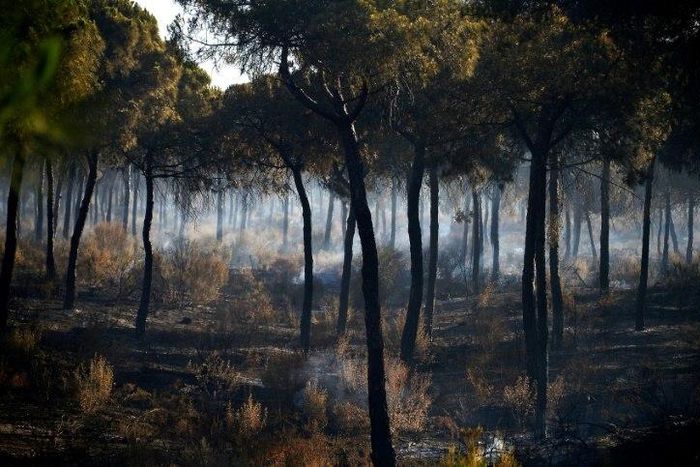A reconnaissance flight over the affected zone showed that the blaze was on the wane after three nights of fire-fighting