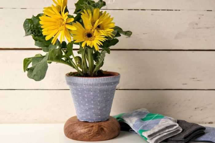 ___9108013___2018___11___15___14___flower