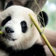 One of two Chinese pandas eats bamboo in their compound at the Zoologischer Garten zoo in Berlin on July 5, 2017