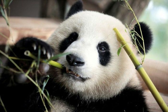 One of two Chinese pandas eats bamboo in their compound at the Zoologischer Garten zoo in Berlin on July 5, 2017