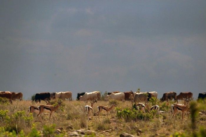 Raids have become common in parts of Kenya in recent months by pastoralists invading private land, raiding homes and driving livestock into farms.