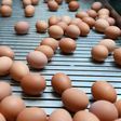 A special five-hour session of the Dutch parliament's economics commission focused on the tainted-egg scandal