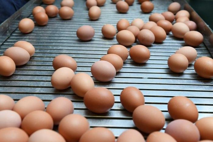 A special five-hour session of the Dutch parliament's economics commission focused on the tainted-egg scandal