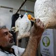 A Syrian man cuts holes in plastic bags used to grow mushrooms in the rebel-held town of Douma on the outskirts of Damascus on August 2, 2017