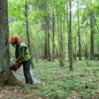 The European Commission last week warned Poland to obey the comply or see the logging issue added to a broader EU case against Warsaw over democratic standards