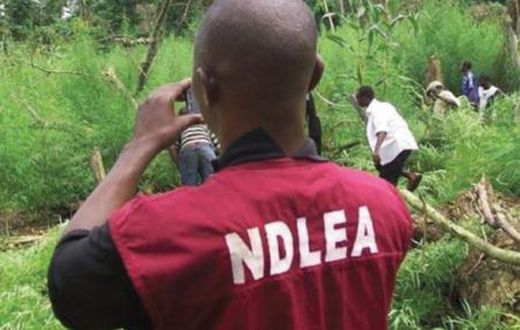NDLEA  impounds 4,000Kg of illicit drugs.