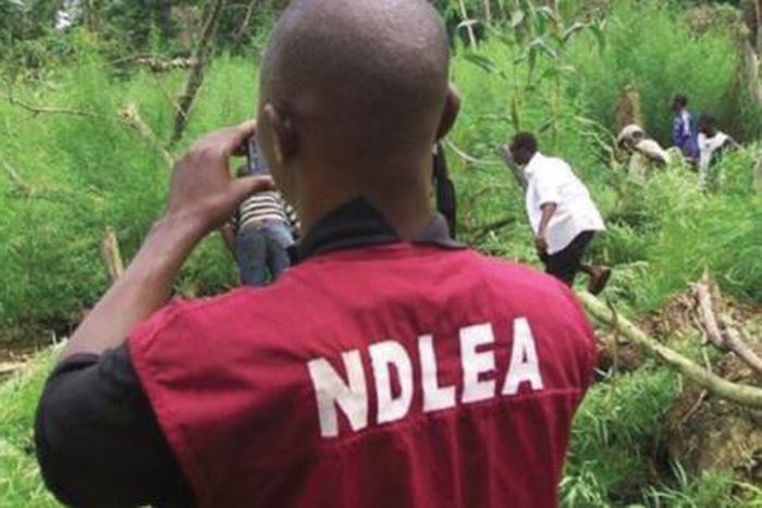 NDLEA  impounds 4,000Kg of illicit drugs.