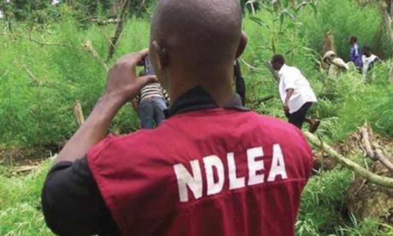 NDLEA  impounds 4,000Kg of illicit drugs.