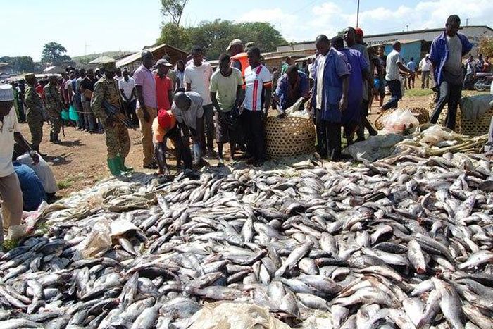 File image of  fish