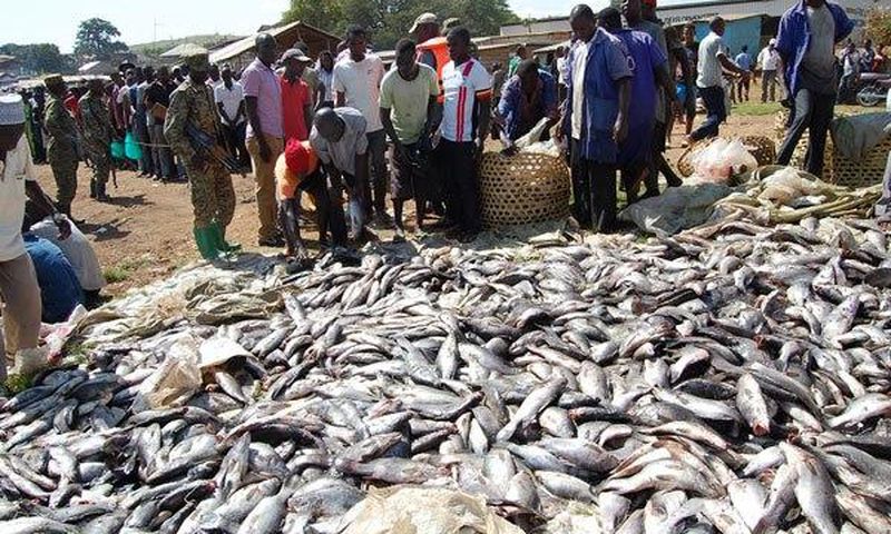File image of  fish