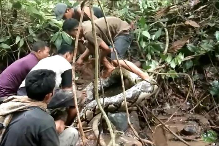 Indonesian villagers initially thought the giant snake was just an old log before one of them touched the serpent, triggering it into action