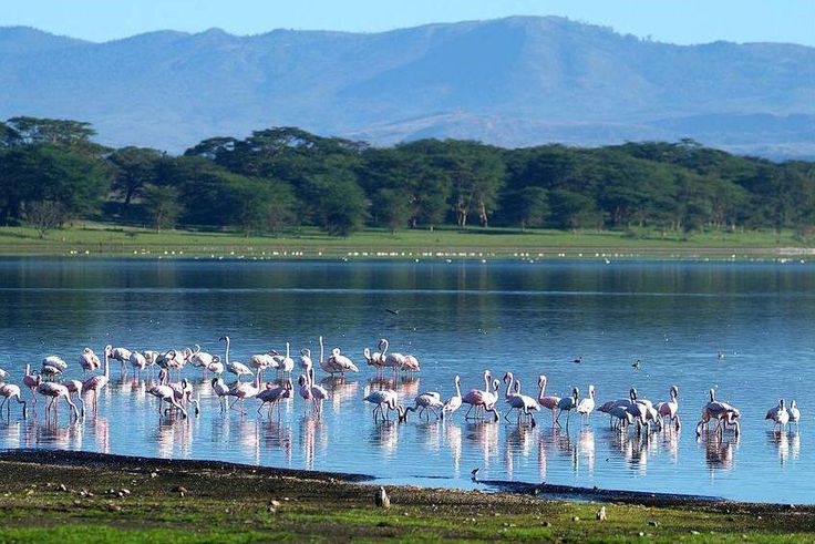 Lake Naivasha