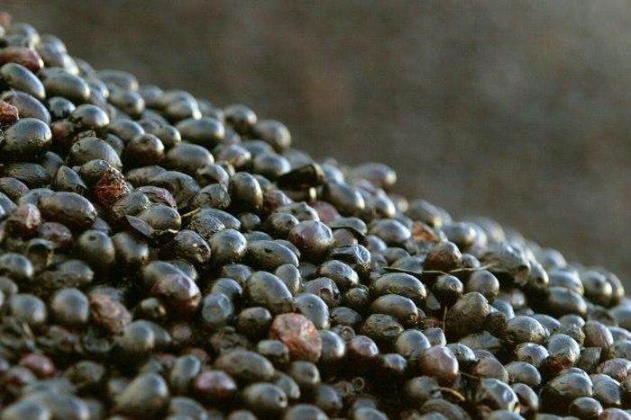 Commerce authorities in Washington have launched an investigation into the subsidization practices for Spanish olive imports, after claims that Spanish olives are subsidized improperly, hurting American companies