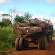 This undated handout photo released on August 1, 2017 by the enviromental watchdog Global Witness shows trees illegally logged in the back of a truck on New Hanover Island, part of the Bismarck Archipelago of Papua New Guinea