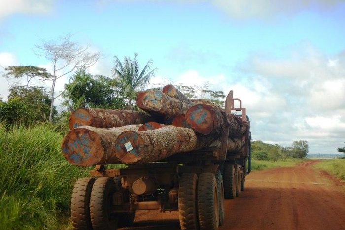 This undated handout photo released on August 1, 2017 by the enviromental watchdog Global Witness shows trees illegally logged in the back of a truck on New Hanover Island, part of the Bismarck Archipelago of Papua New Guinea
