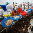 Workers clean and sort freshly harvested scallops at a processing plant in Sechura