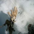 A hand and part of a leg that could belong to passengers killed in two Air India plane crashes at least 50 years ago have been found on Mont Blanc, Western Europe's highest mountain