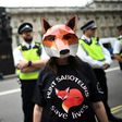 Fox-hunting is unpopular with the British electorate but has the backing of a minority of dedicated Conservative supporters