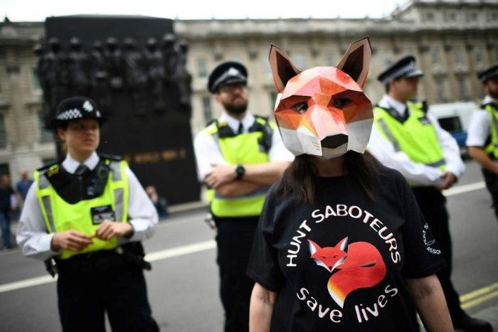 Fox-hunting is unpopular with the British electorate but has the backing of a minority of dedicated Conservative supporters