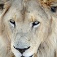 Kruger National Park, which borders Zimbabwe and Mozambique, is home to about 1,500 lions