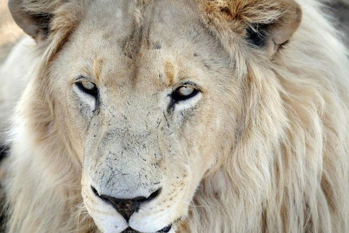 Kruger National Park, which borders Zimbabwe and Mozambique, is home to about 1,500 lions