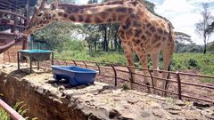 giraffe