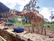 giraffe