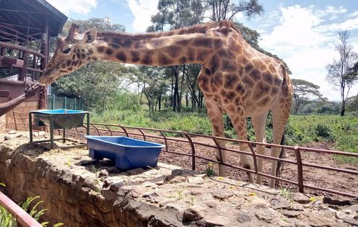giraffe