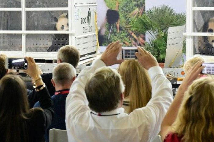 The excitement at the welcome press conference gave the pandas a taste of what might be to come in their new home