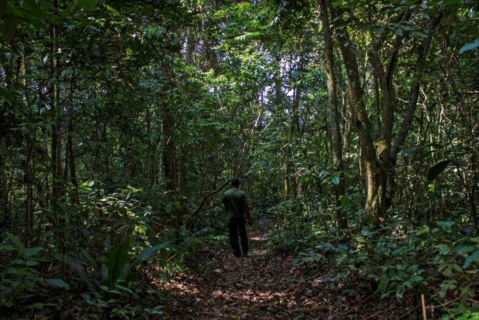 An innovative program to pay Ugandan villagers not to cut down trees shows promise in cutting back carbon emissions, researchers say
