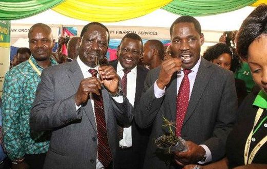 Meru Governor Peter Munya and Nasa leader Raila Odinga chew of Miraa at the Meru exhibition during the last day of the third Annual Devolution Conference in Meru on April 22, 2016.