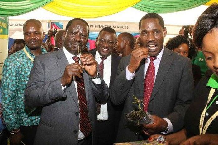 Meru Governor Peter Munya and Nasa leader Raila Odinga chew of Miraa at the Meru exhibition during the last day of the third Annual Devolution Conference in Meru on April 22, 2016.